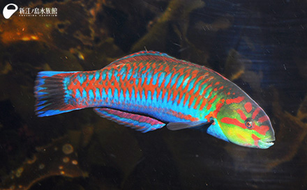 新江ノ島水族館の6月イベントは虹色にまつわる魚を集めた Happy Rainbow 湘南人