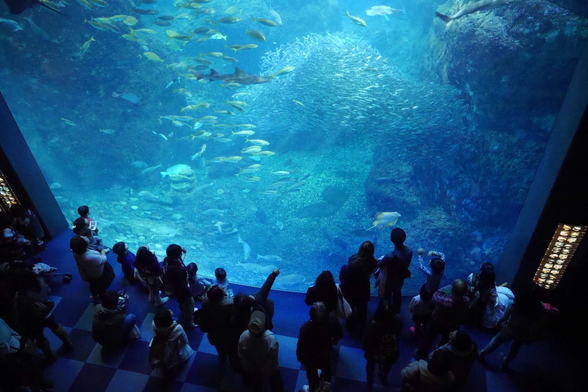 日本最大の 新江ノ島水族館コラボ コツメカワウソ
