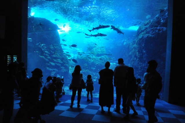 新江ノ島水族館 ダークアクアリウム