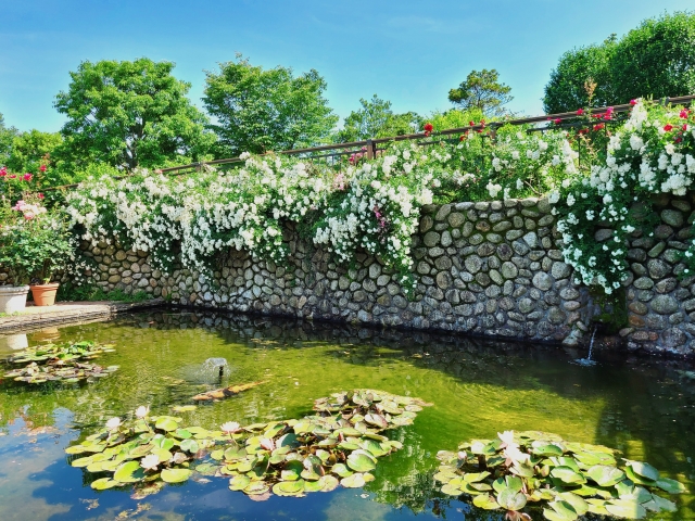 平塚市 花菜ガーデン