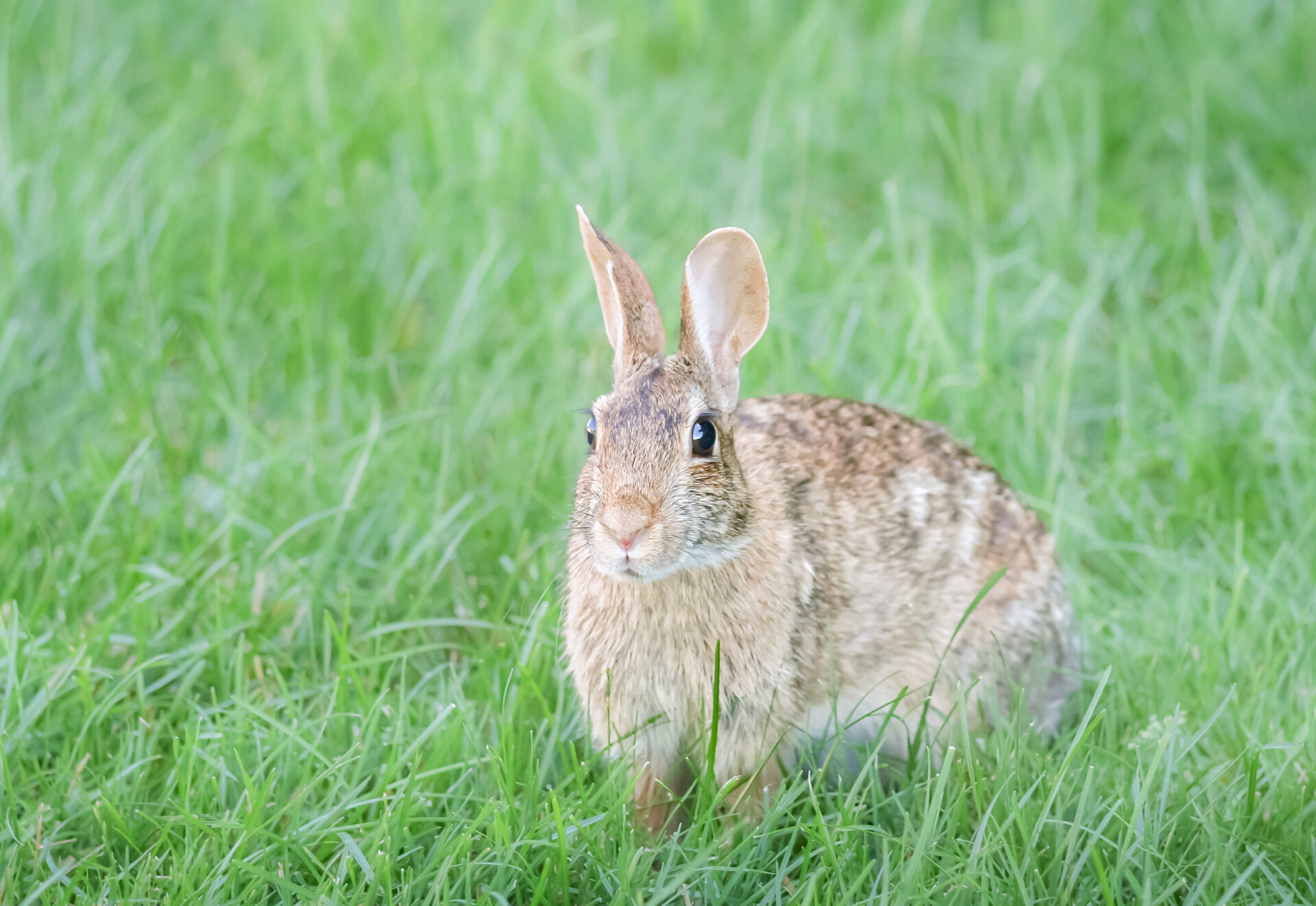 rabbit-park-fujisawa