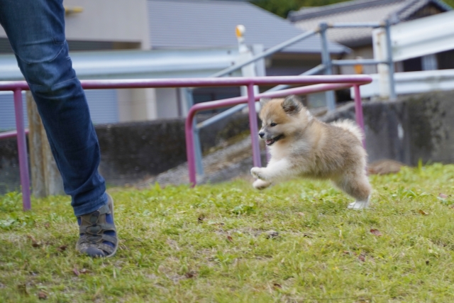 犬のしつけ