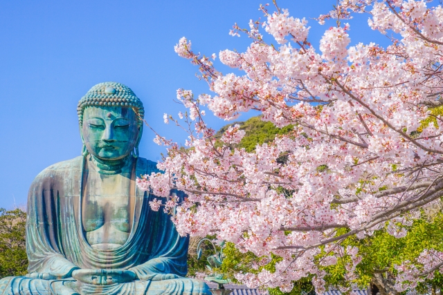 2023年 桜の開花情報（鎌倉）