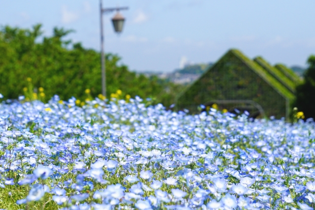 横須賀市 くりはま花の国