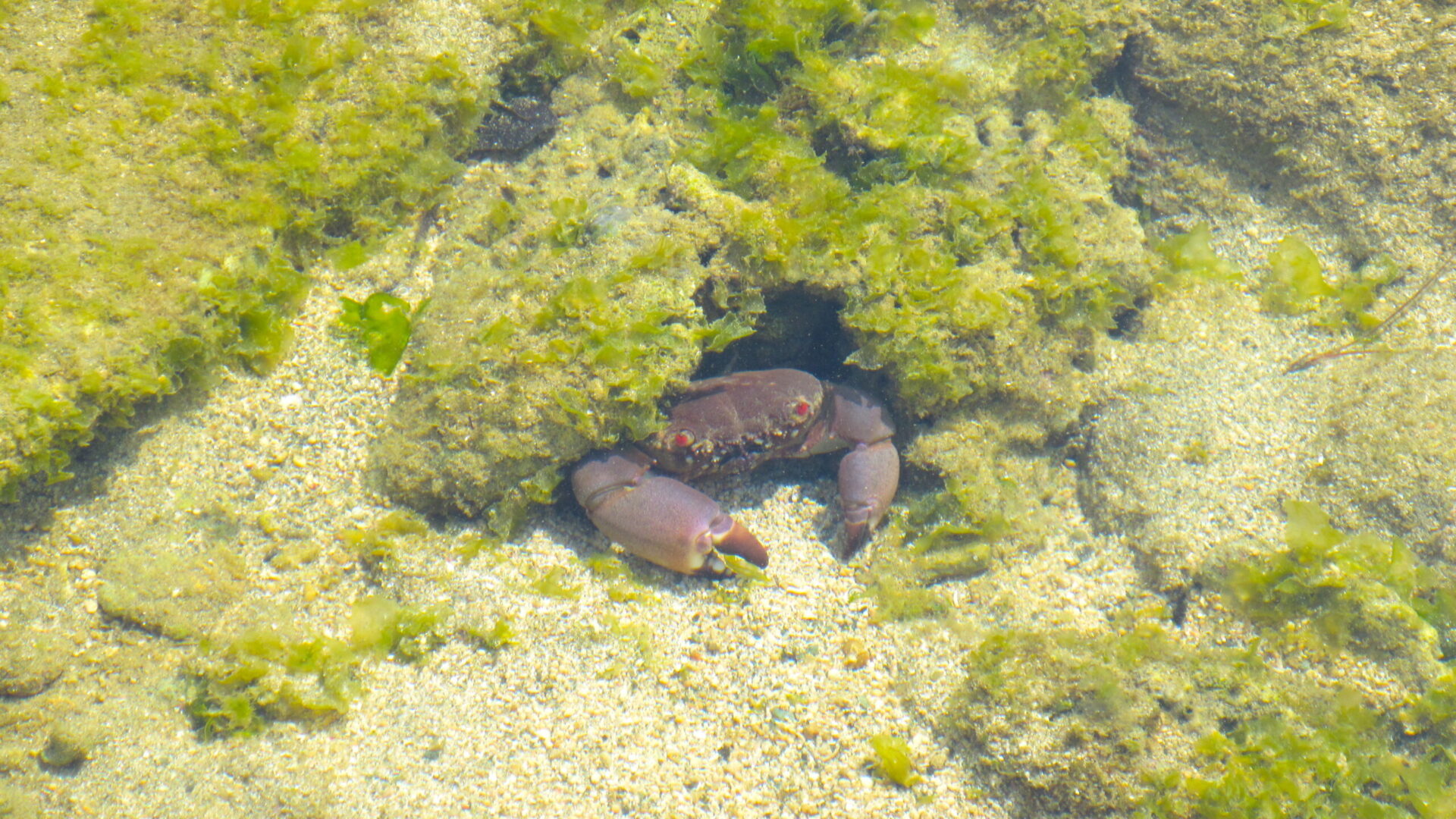 茅ヶ崎市海岸生物観察会