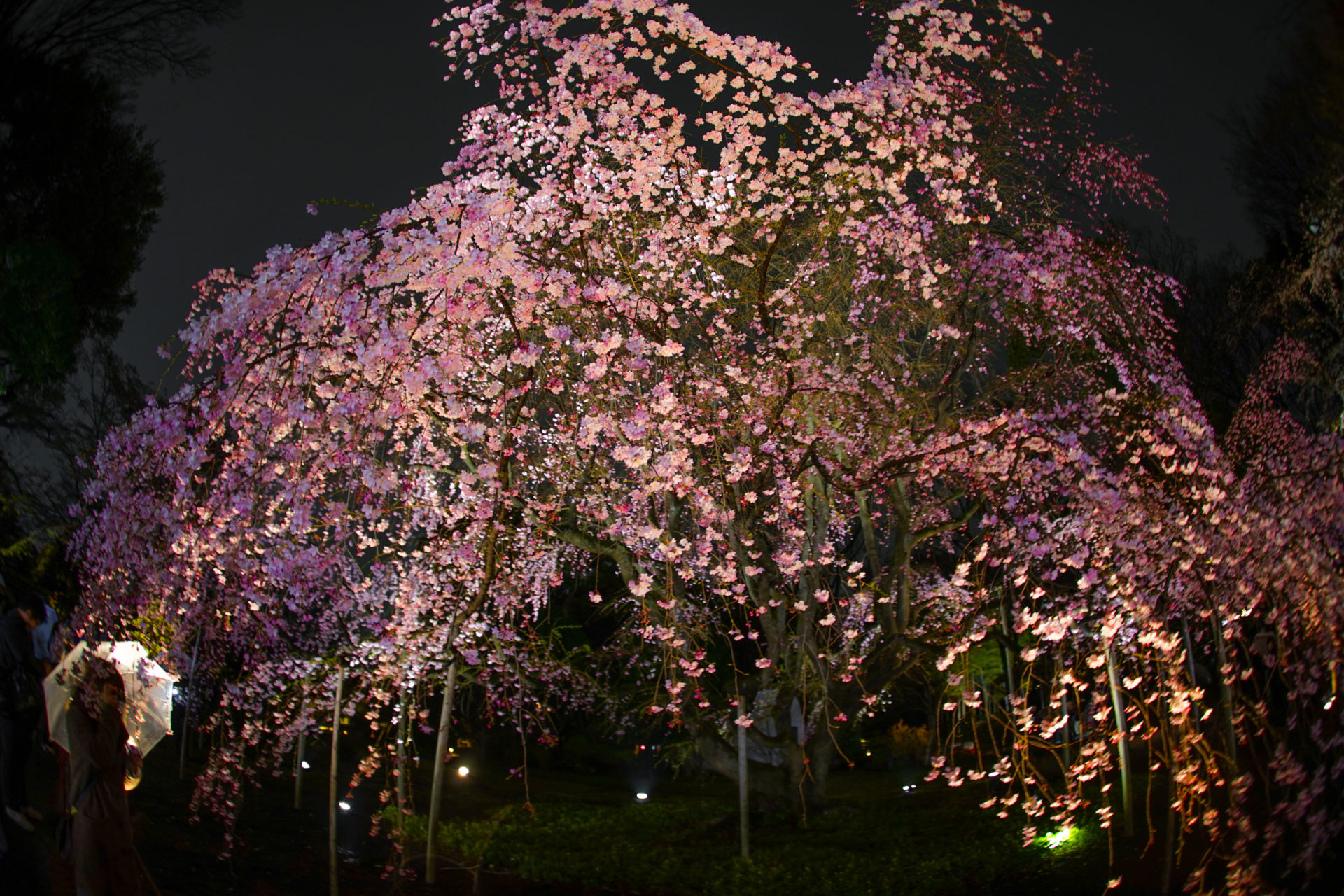 【真鶴町】幻想的なライトアップ！「真鶴しだれ桜の宴」3/23〜30開催