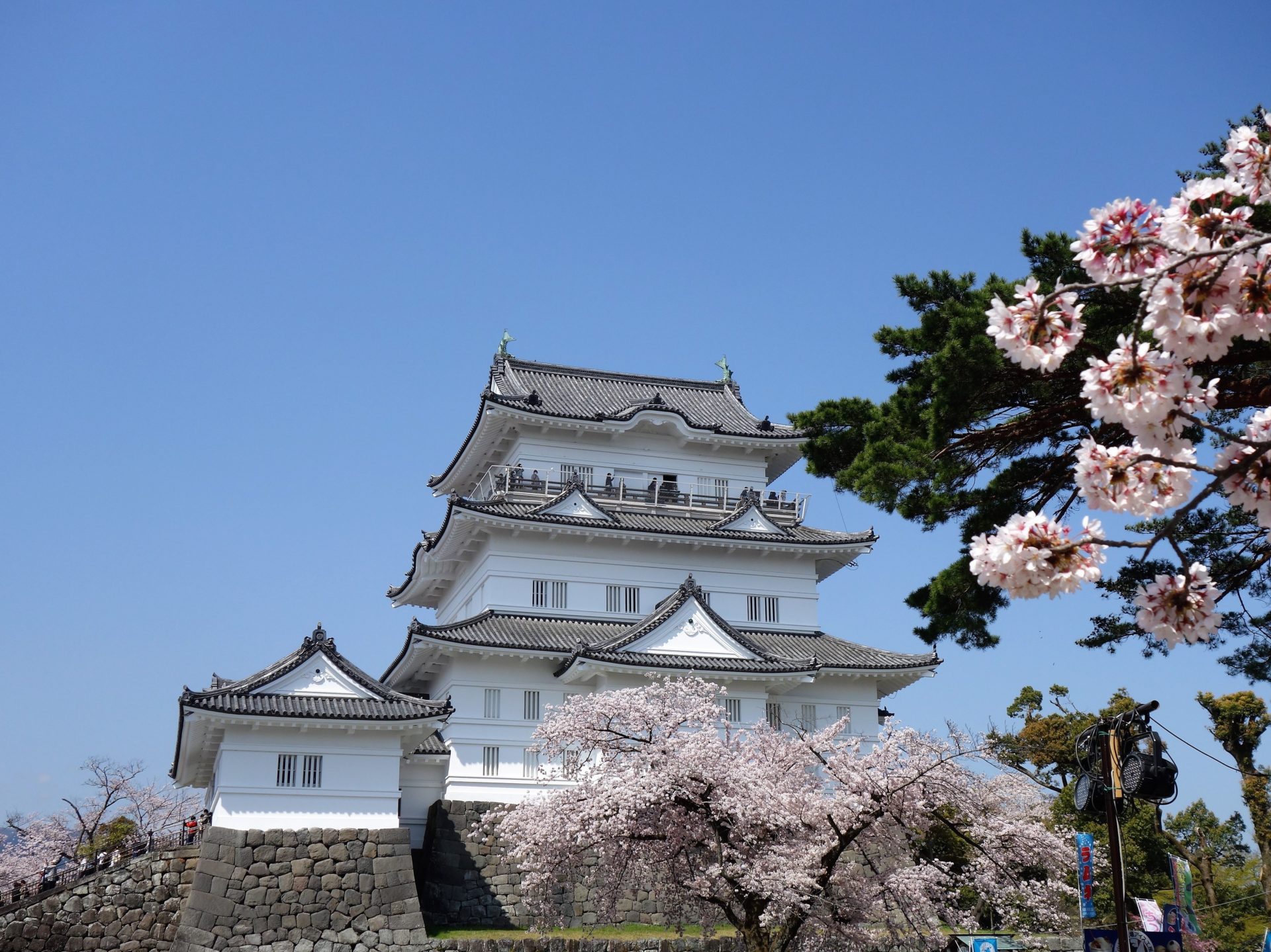 【小田原市】満開の桜を鑑賞、三の丸ホール春の大ホール開放デイ