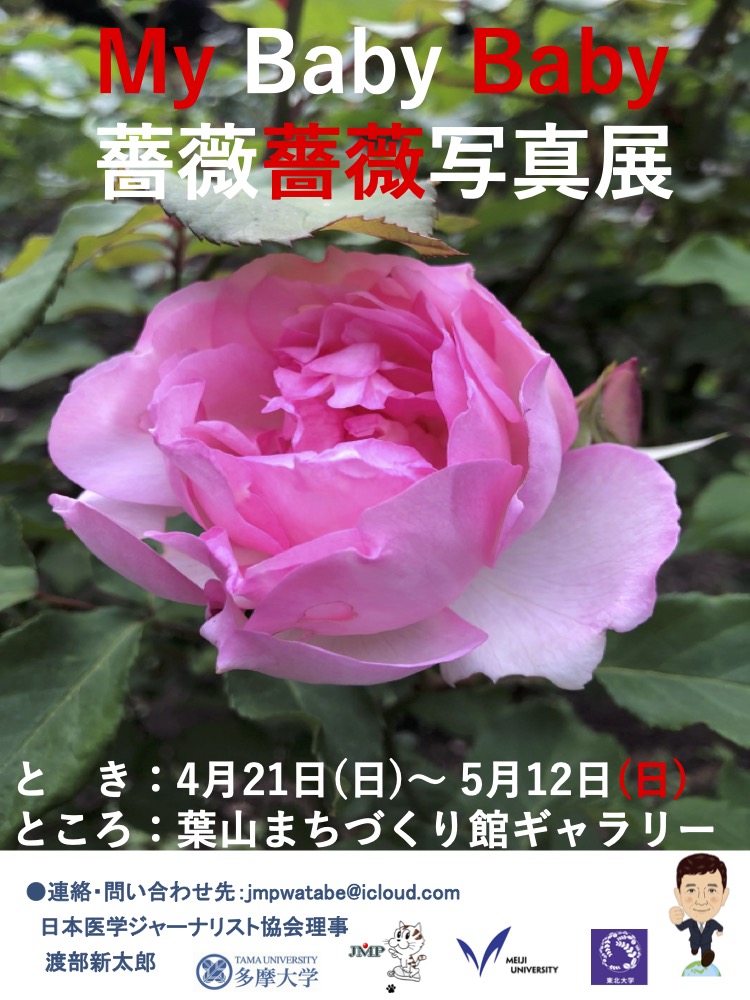 【葉山町】渡部新太郎さんによる「My Baby 薔薇薔薇写真展」 開催！