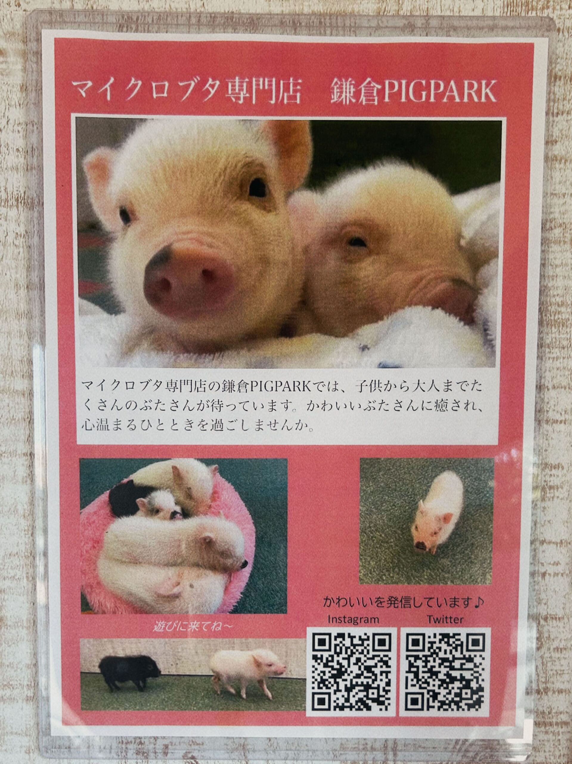 鎌倉 体験スポットレポ】鎌倉 PIG PARK 小町通り店 - ぶたさんと