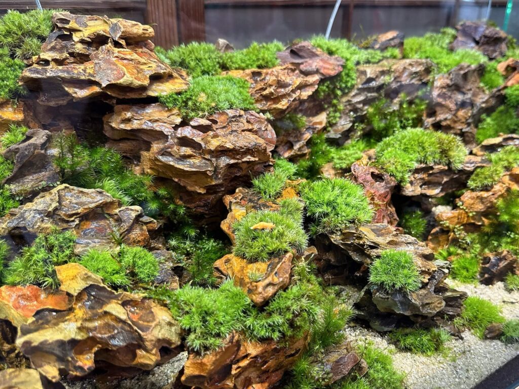 鎌倉 ショップレポ】苔むすび – 苔の魅力と新たな可能性を開拓する「苔