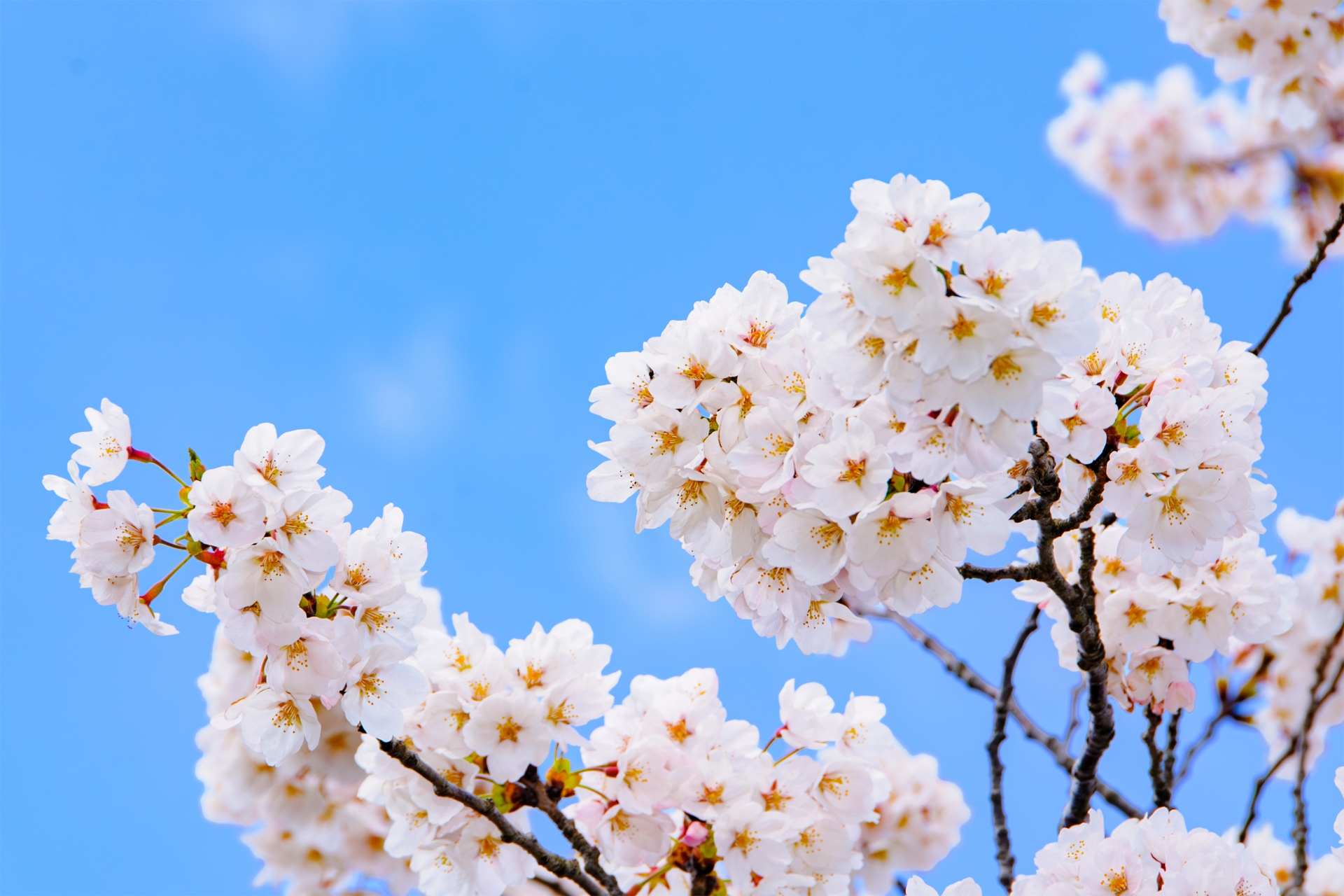 横須賀市】横須賀市塚山公園で第79回さくら祭開催！約1,000本の桜と