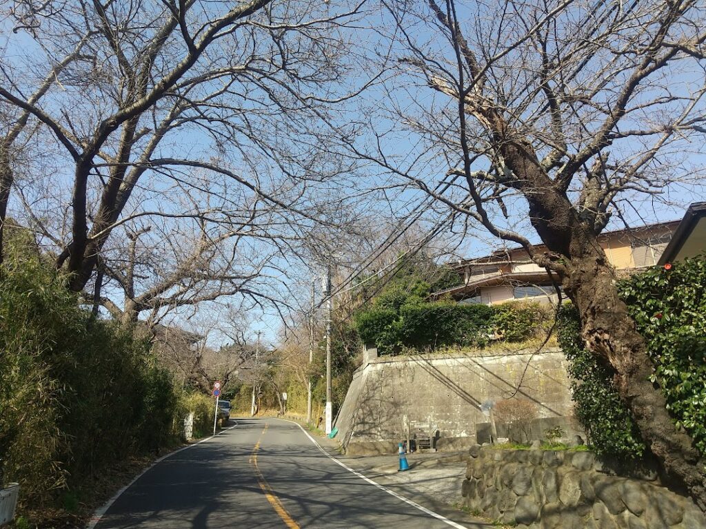 2026年最新】地元ライター厳選！鎌倉市深沢周辺で人気の桜