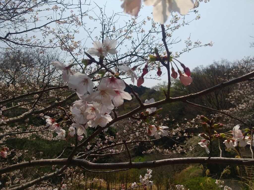 2026年最新】開花レポート！鎌倉・深沢エリアで人気の桜「ソメイヨシノ