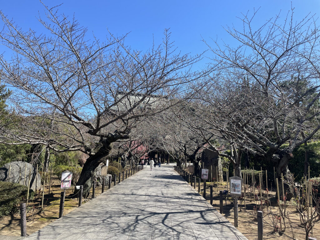 2026年最新】地元ライター厳選！北鎌倉で人気の桜「ソメイヨシノ」など