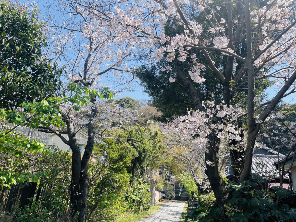 2026年最新】鎌倉・材木座エリアの桜スポット｜開花状況と春の風景を