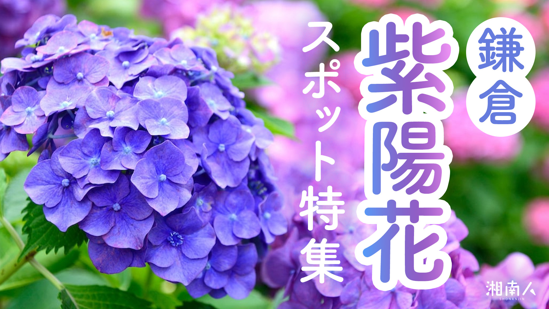 2026年最新】鎌倉紫陽花（アジサイ）スポット特集 紫陽花の名所や穴場
