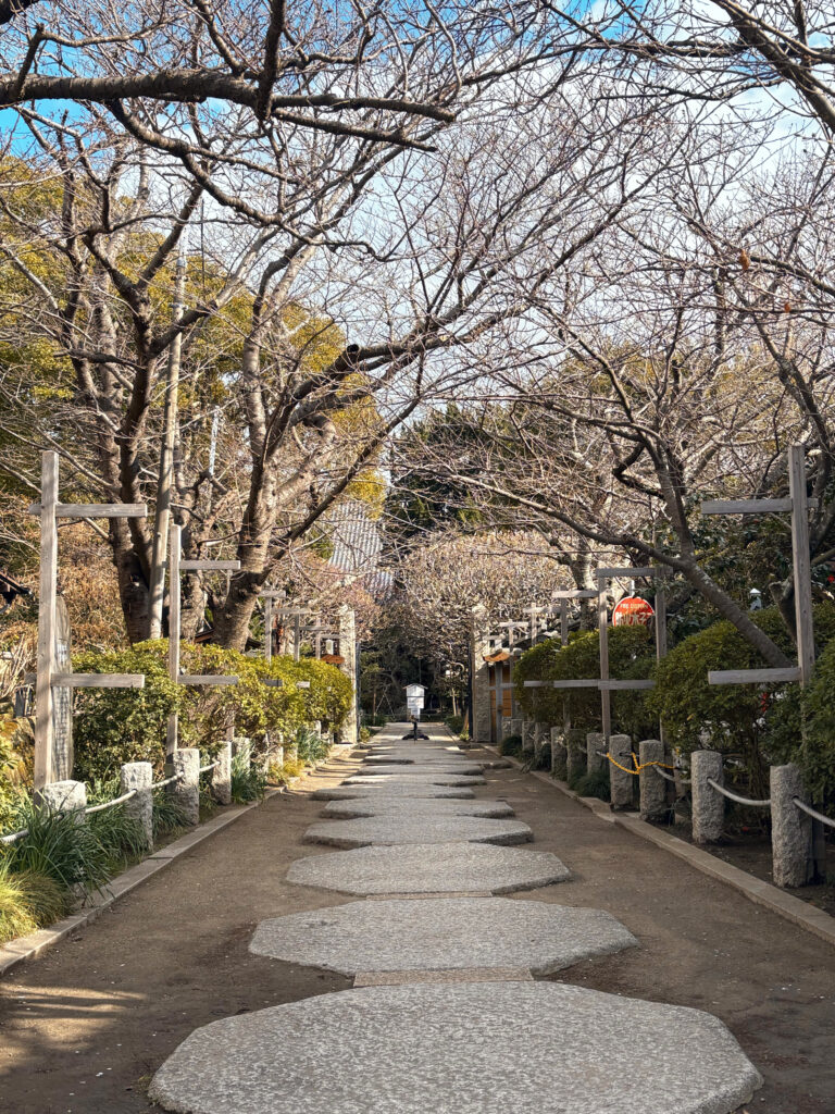 2026年最新】地元ライター厳選！鎌倉駅近エリアで人気の桜