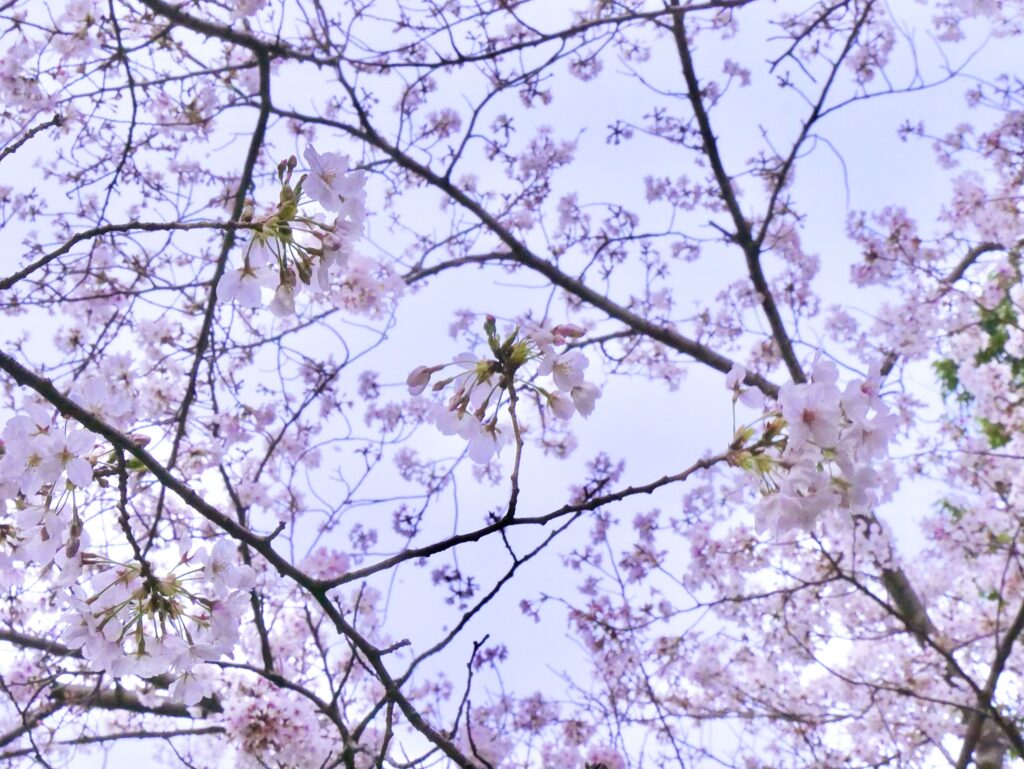 2026年最新】開花レポート！茅ヶ崎エリアで人気の桜「ソメイヨシノ」が