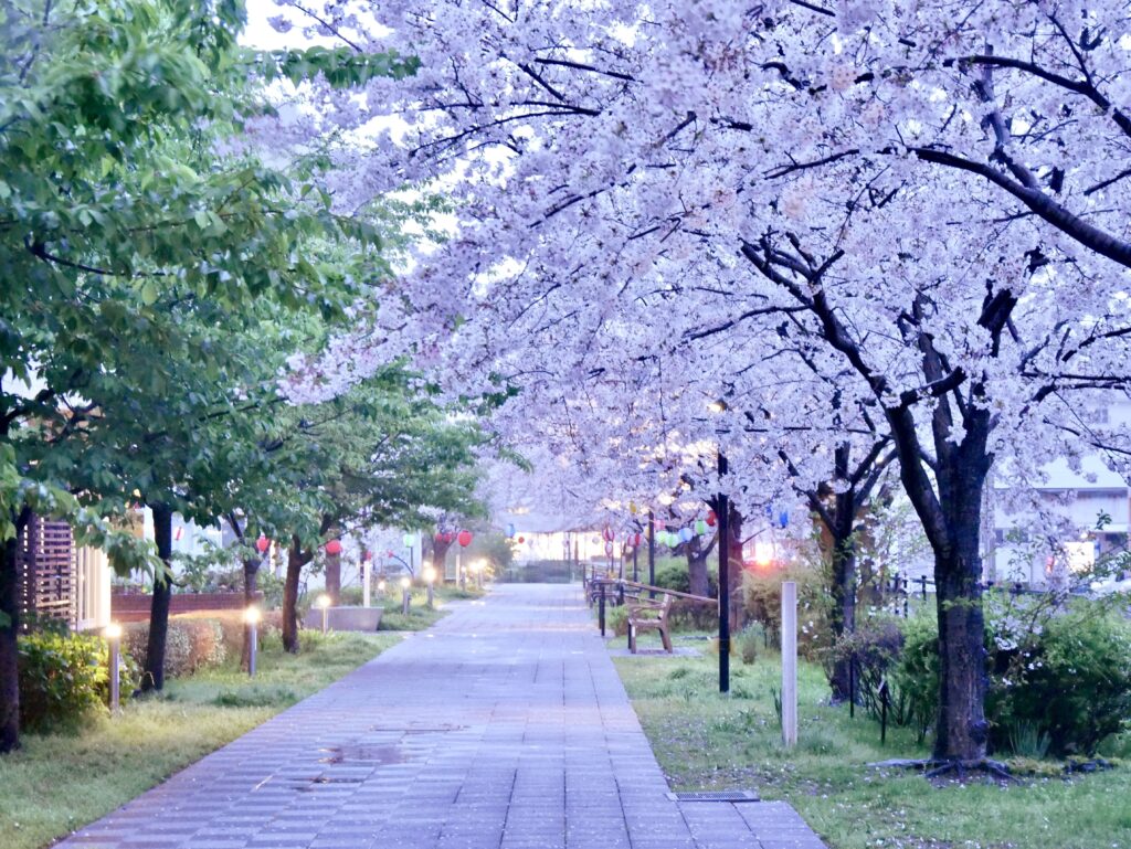 2026年最新】開花レポート！茅ヶ崎エリアで人気の桜「ソメイヨシノ」が