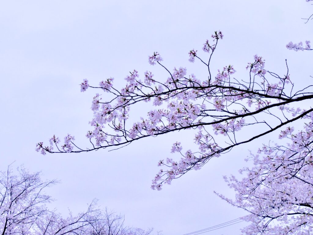 2026年最新】開花レポート！茅ヶ崎エリアで人気の桜「ソメイヨシノ」が