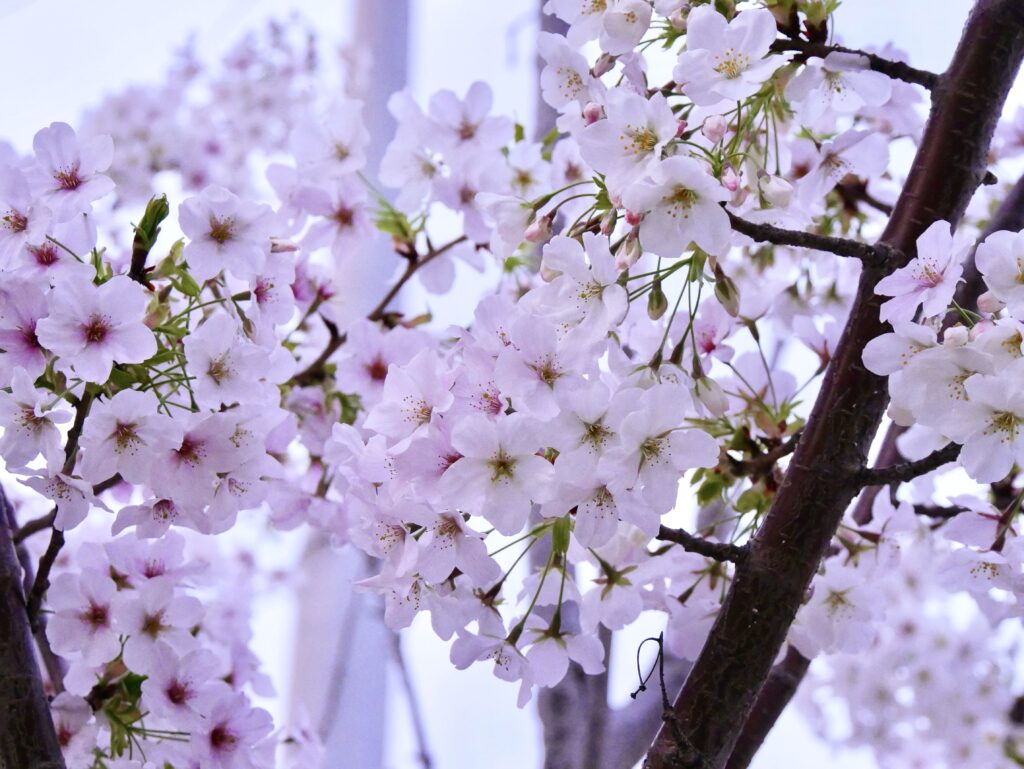 2026年最新】開花レポート！茅ヶ崎エリアで人気の桜「ソメイヨシノ」が