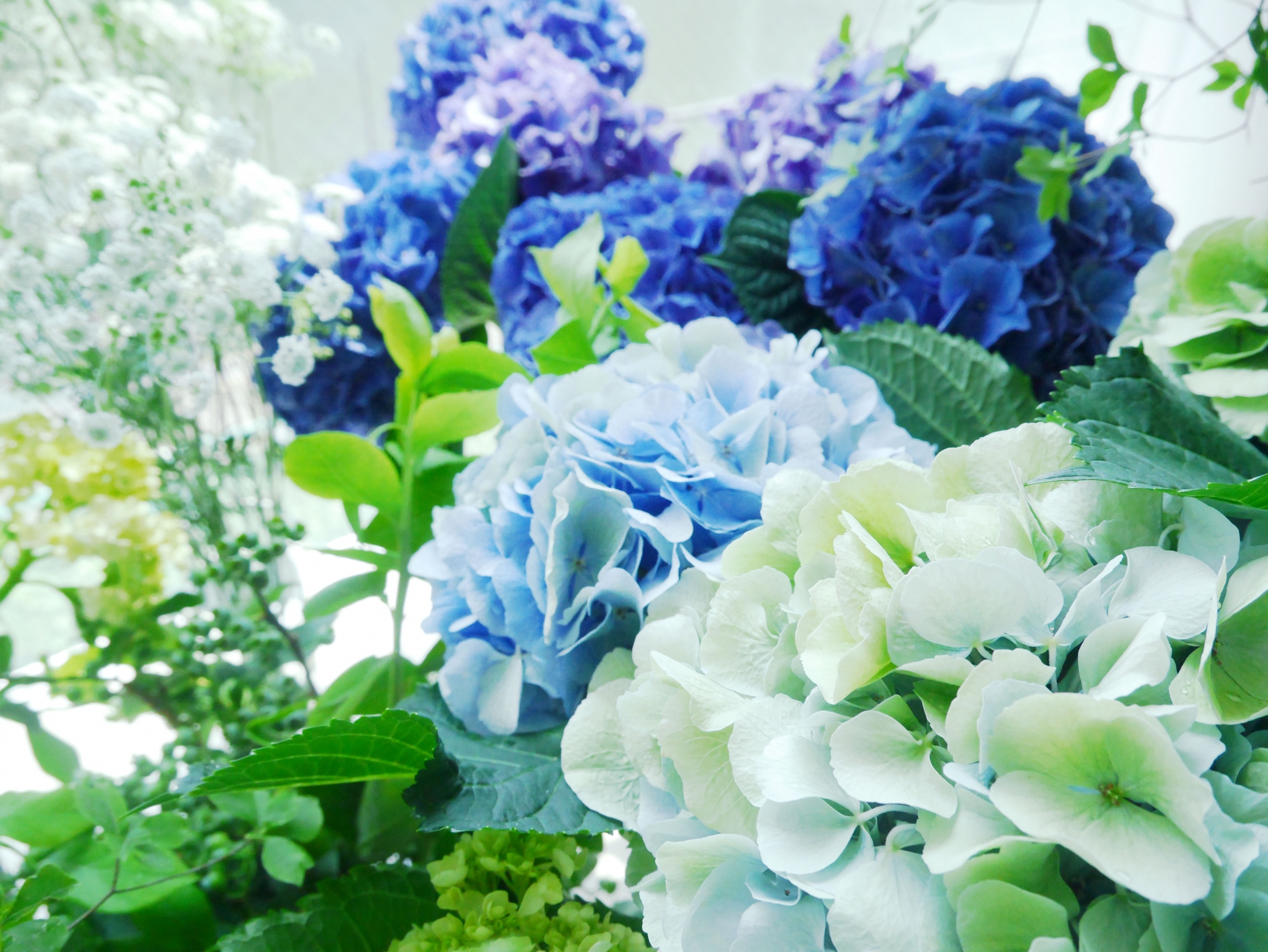 湘南藤沢で爽やかな生け花展「Shonanブルー」開催