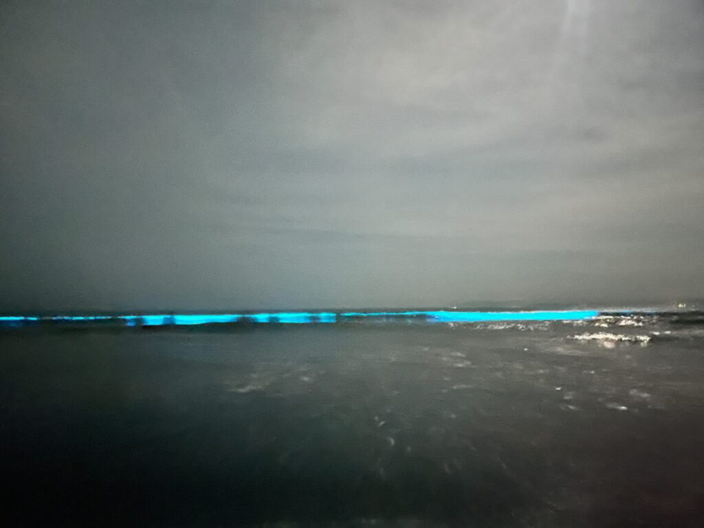 夜光虫 見れる 場所 2026