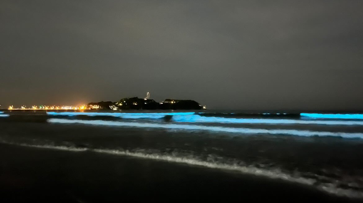 2026年最新】SNSを賑わせている湘南エリアの夜光虫を観測してみた | 湘南人