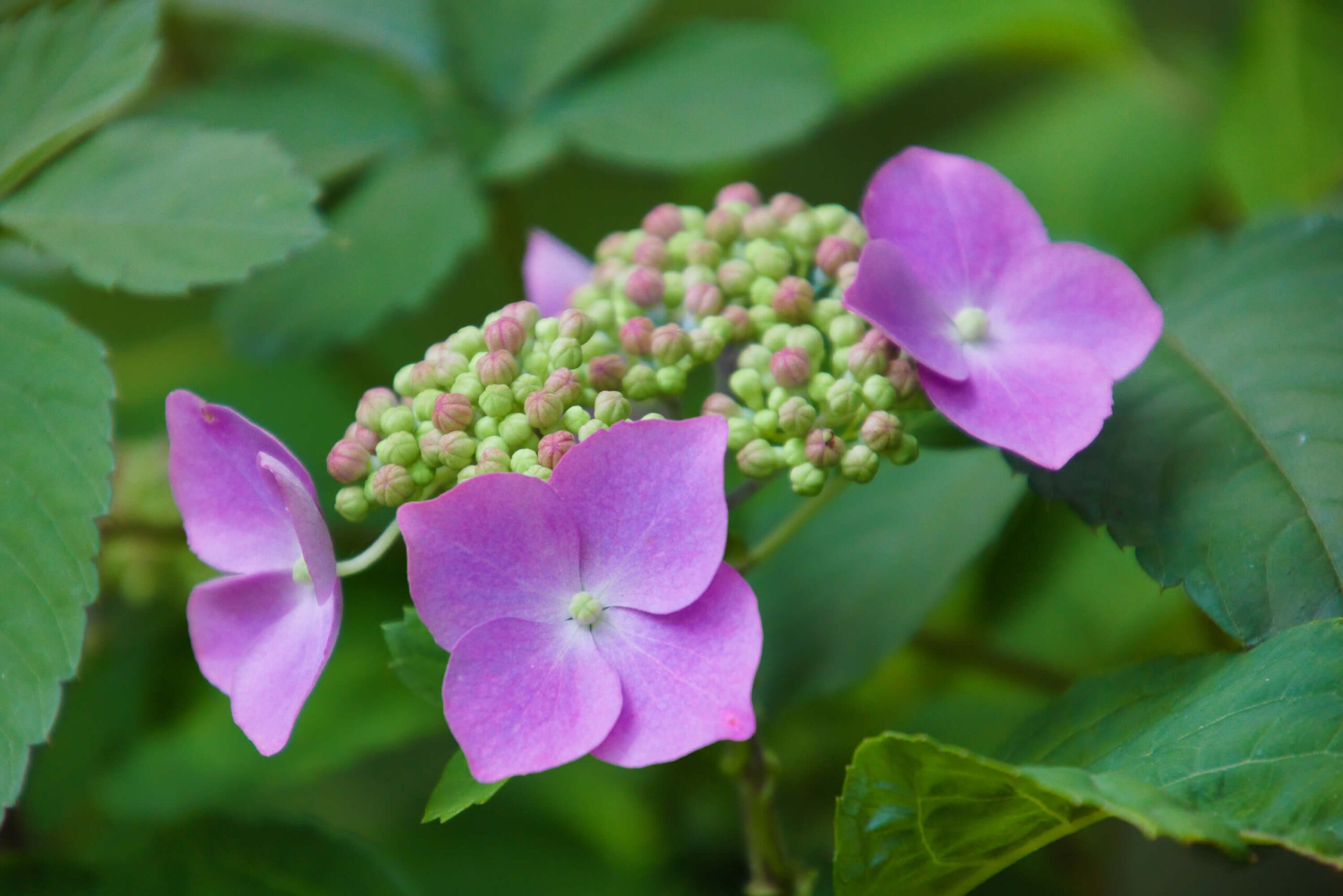 2026年最新】咲き始めの紫陽花（アジサイ）を巡る、初夏の静かな散策