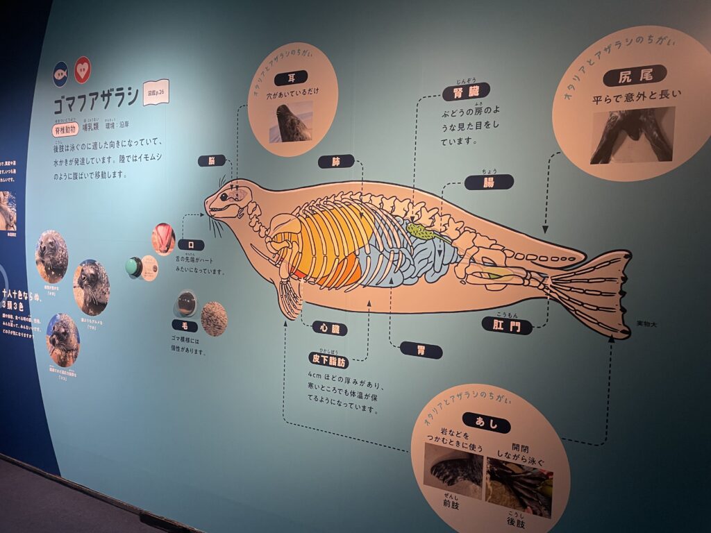 藤沢 イベントレポ】えのすいまるごと大解剖展 - 生き物だけじゃなく