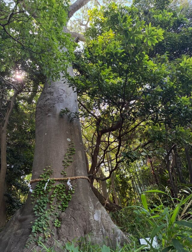 平塚市】「ロデオクラウンズワイドボウル」ららぽーと湘南平塚で大人気